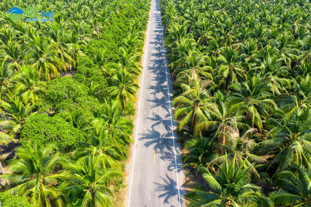 Vùng nguyên liệu dừa tự nhiên của GC Food.