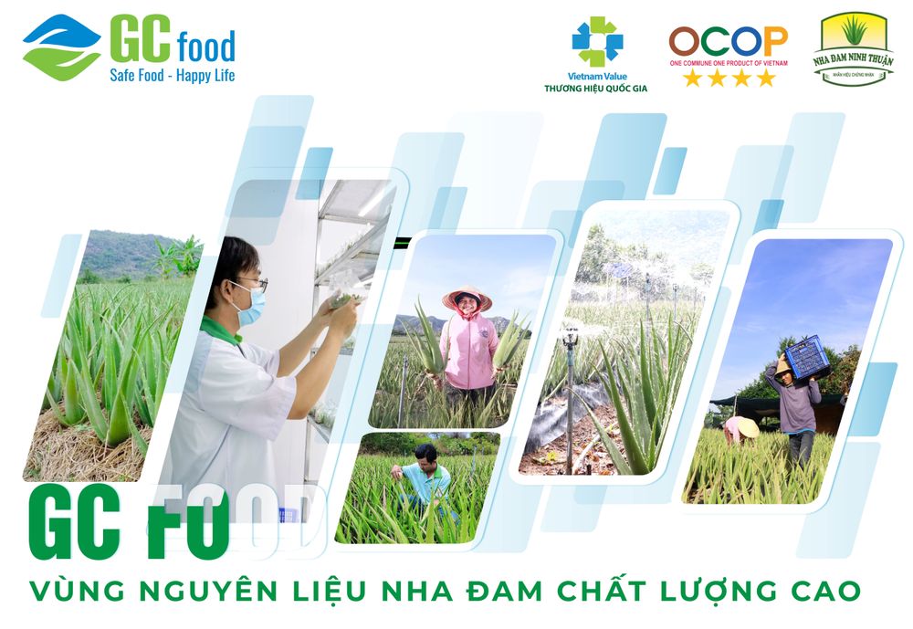GC Food's aloe vera farm in Ninh Thuan possesses ideal soil and climate for aloe vera to thrive.