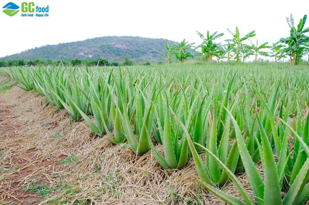Vùng nguyên liệu nha đam của GC Food đạt tiêu chuẩn quốc tế.
