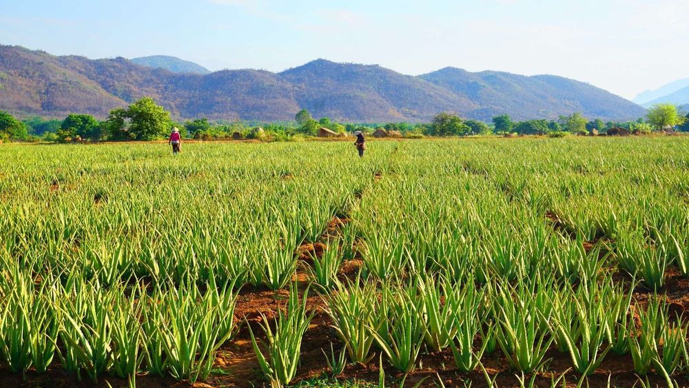 The clean aloe vera growing area in Ninh Thuan supplies the VietFarm factory.
