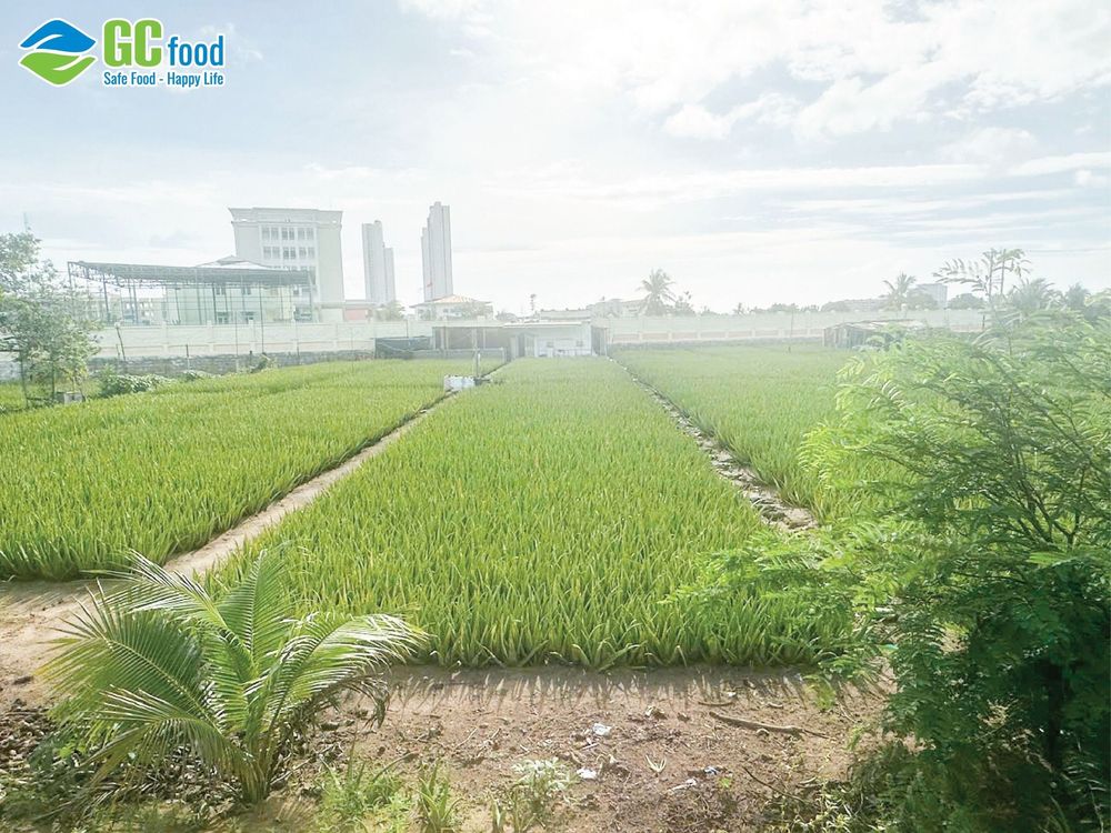 Vùng trồng nguyên liệu nha đam Việt Nam chuẩn VietGap và GlobalGAP