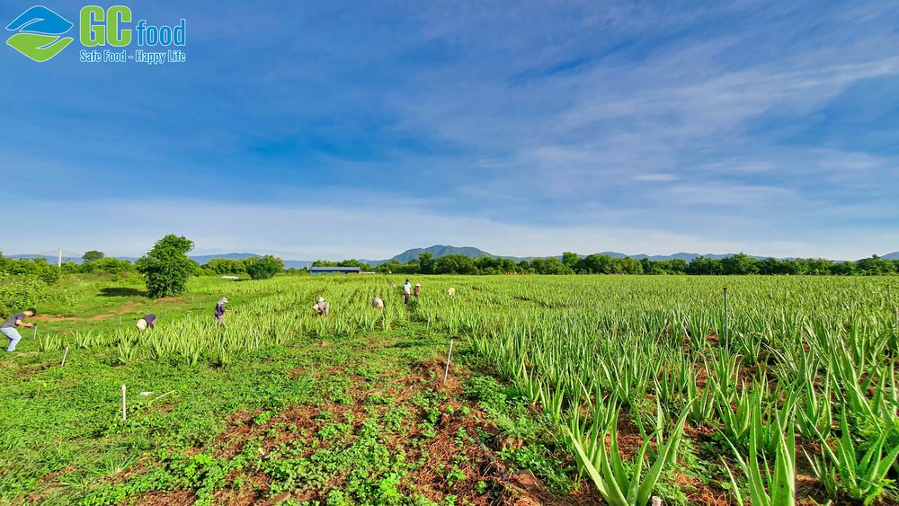 GC Food đã đầu tư và phát triển nha đam Ninh Thuận (cũ). 