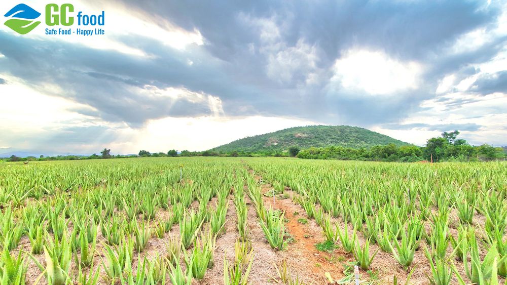 GC Food's aloe vera plantation in Ninh Thuan.