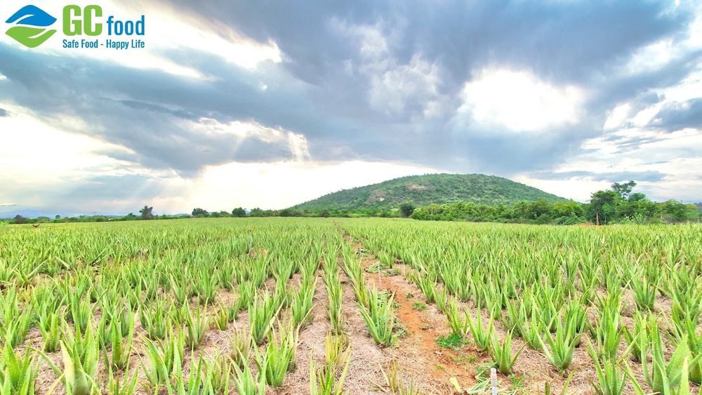 Vườn trồng nha đam của GC Food tại Ninh Thuận (nay thuộc Khánh Hòa). 