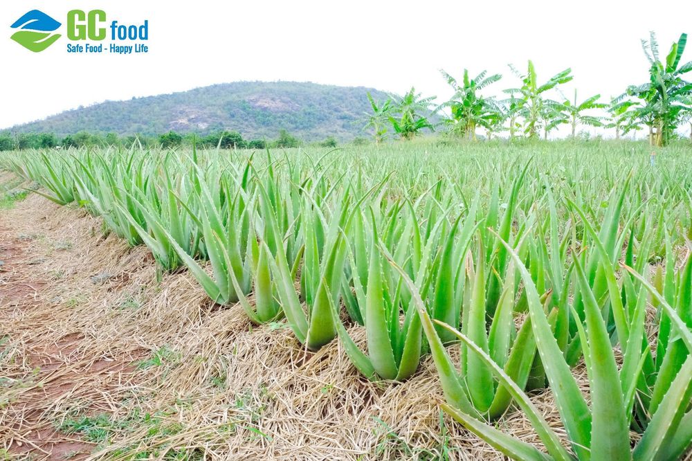 GC Food’s aloe vera retains the fresh, natural taste of aloe vera grown in Ninh Thuan.