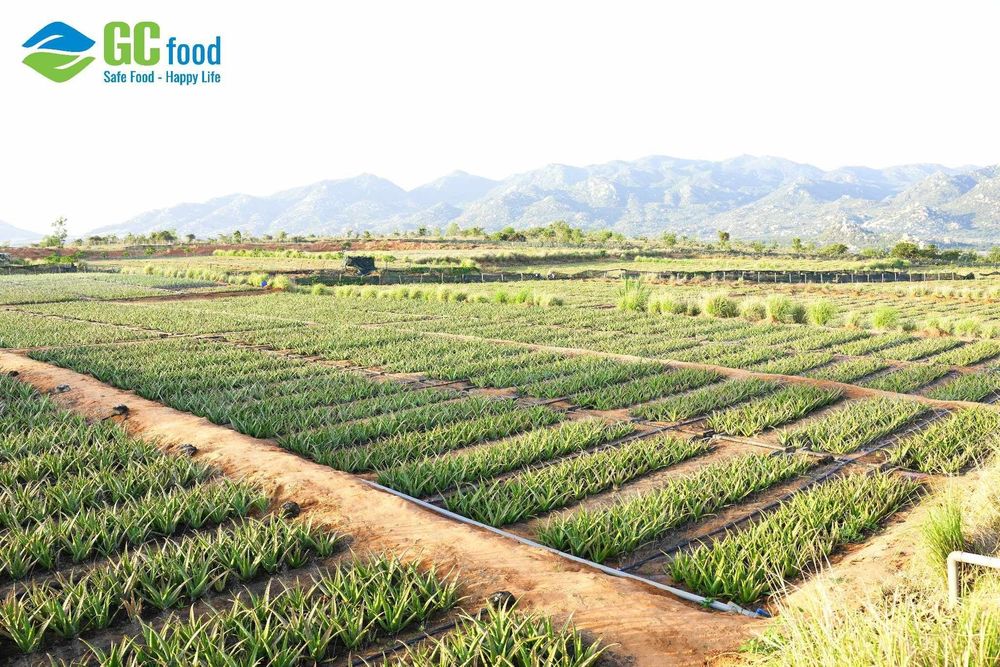 Vườn nha đam tại Khánh Hòa của GC Food có diện tích gần 100 ha