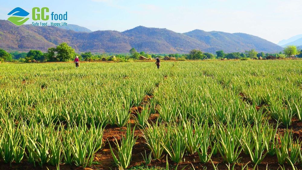 Trang trại nha đam chuẩn Global GAP của GC Food tại Khánh Hòa