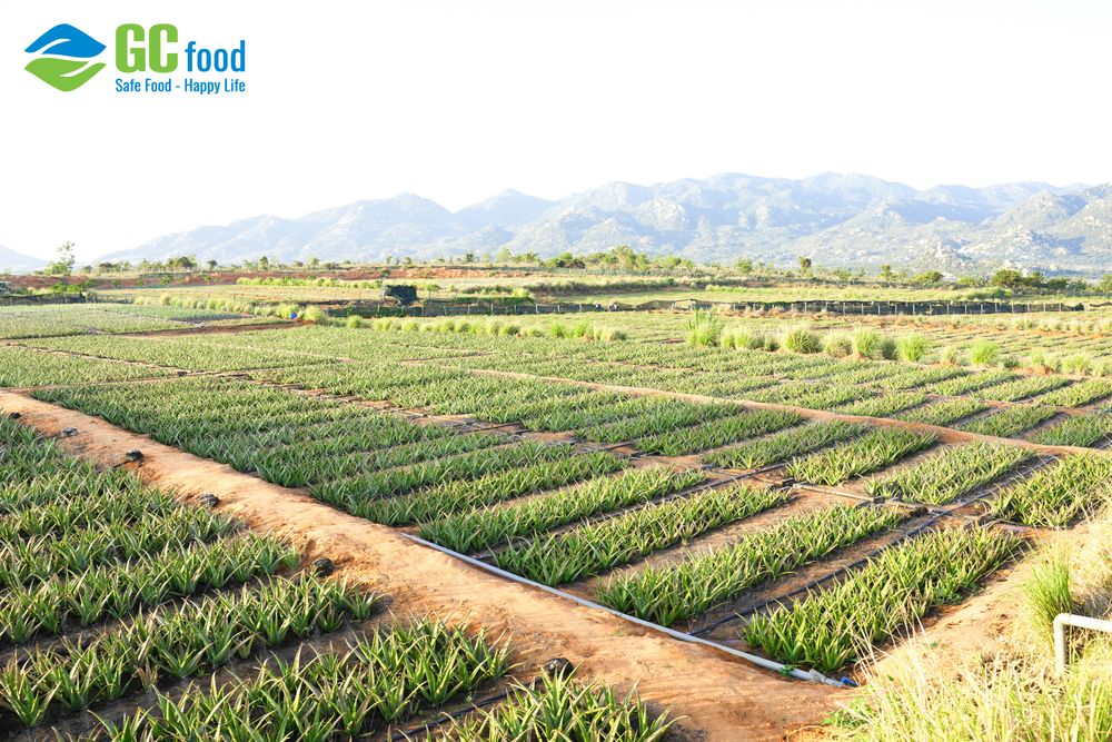 GC Food’s aloe vera garden in Khanh Hoa covers an area of nearly 100 hectares.