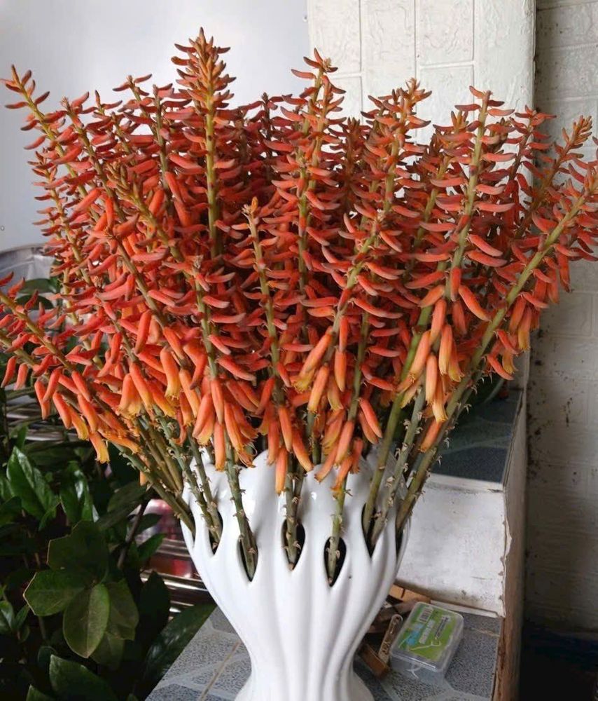 Many people see blooming aloe vera flowers as a symbol of luck and prosperity, so they often keep the plant indoors.