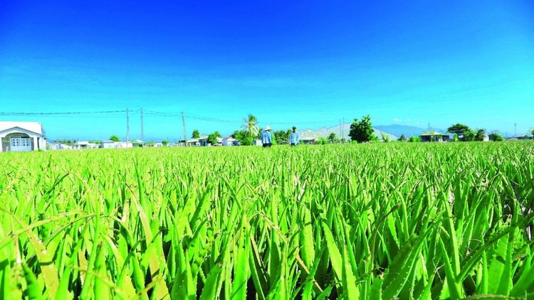 Cách chế biến nha đam để dùng dần mà không bị chảy nhớt