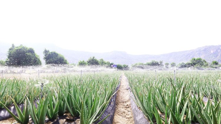 JAS Organic là gì? Tiêu chí và hành trình GC Food đạt chứng nhận