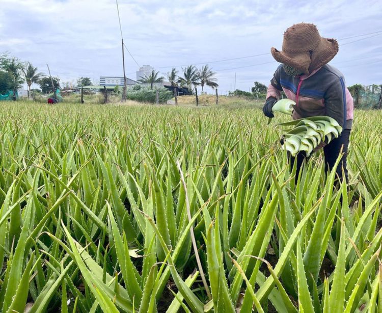 Biến 'sa mạc' khô hạn thành những vườn xanh tươi tốt
