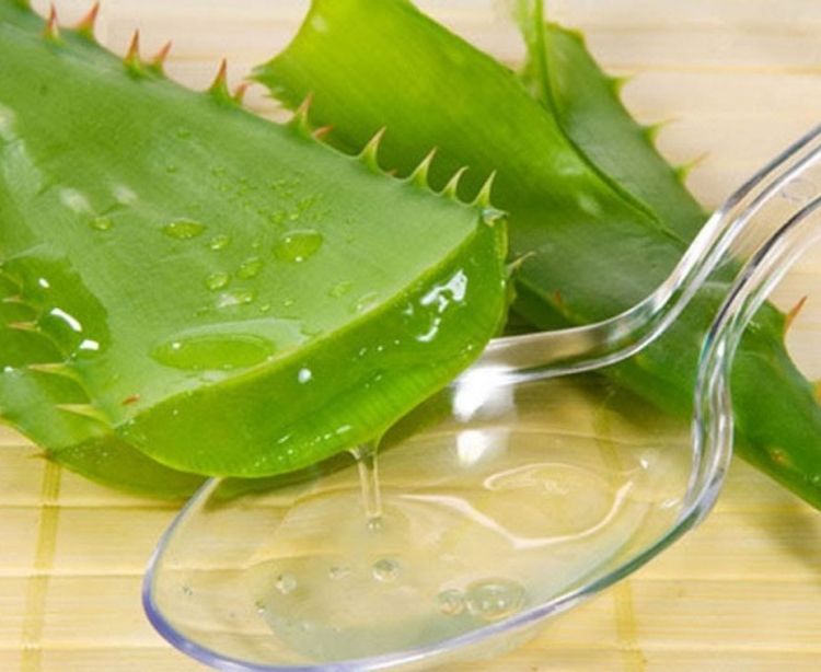 Cây nha đam - Những điều bạn nên biết!