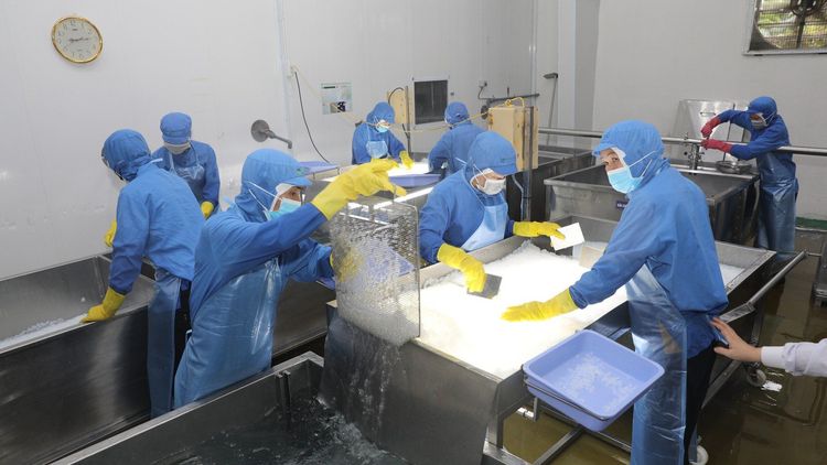 Quy trình làm thạch dừa đạt tiêu chuẩn an toàn vệ sinh thực phẩm