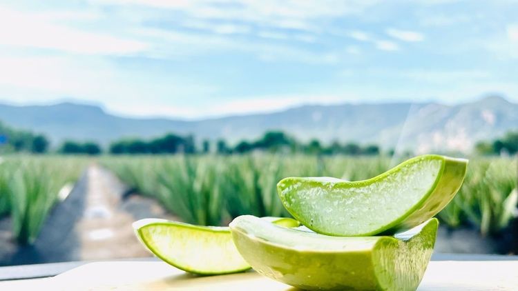 Cách nấu nha đam lá dứa làm nước mát giải nhiệt mùa hè