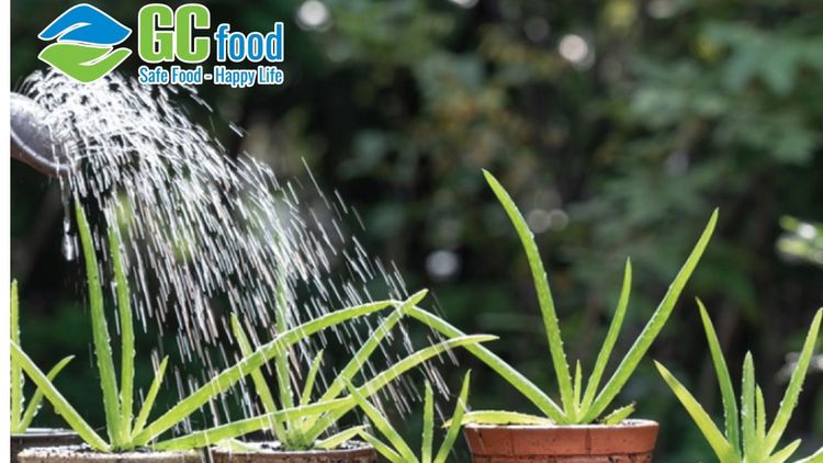 Hướng dẫn trồng nha đam bằng lá đơn giản và chi tiết tại nhà