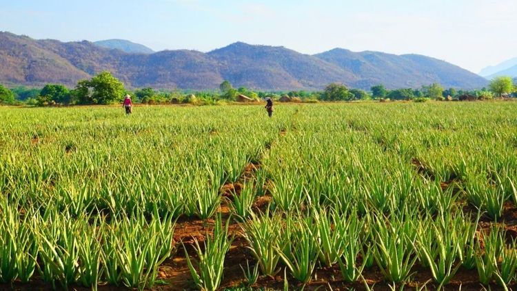 How to grow natural aloe vera at home with simple steps