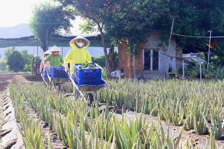 Natural aloe vera: Nutritional value, how to prepare and use it