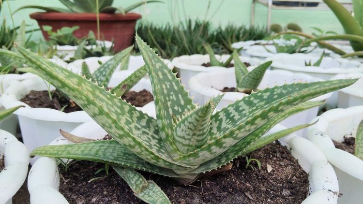 Healing with Natural Aloe Vera: Benefits and How to Use It
