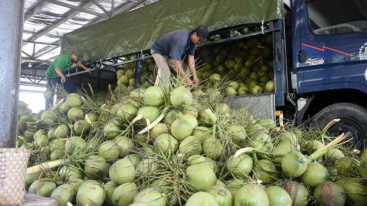 Hành trình nâng tầm dừa Bến Tre trên bản đồ nông sản Việt của GC Food