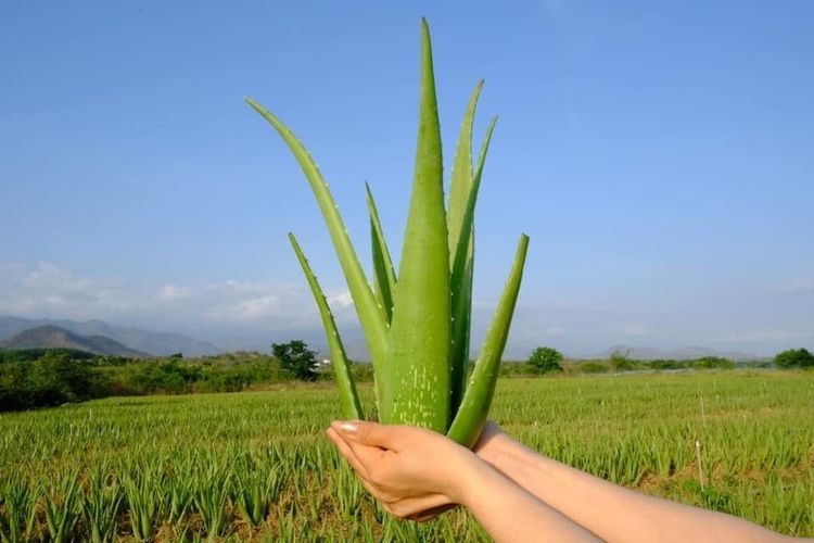 Natural aloe vera contains many essential nutrients, improves overall health, and helps the body stay healthy from the inside.