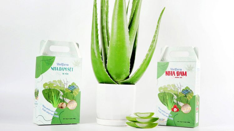 Nước yến nha đam là gì? Tác dụng và cách chưng yến nha đam ngon