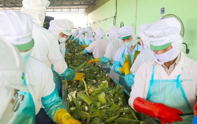 Biến 'sa mạc' khô hạn thành những vườn xanh tươi tốt