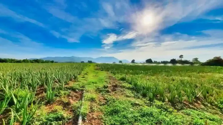 Công ty Cổ Phần Nắng & Gió (SUN & WIND)