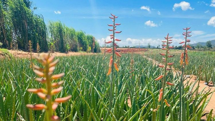 Aloe Vera Flowers: Biology, Feng Shui meaning, and how to grow them