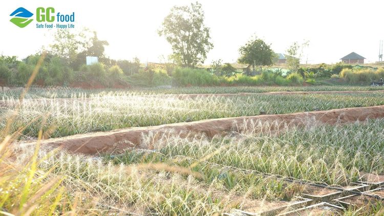 Kiểm dịch thực vật là gì? Các biện pháp GC Food áp dụng để đạt chuẩn