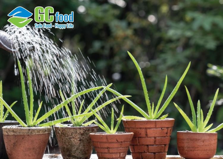Easy guide to growing aloe vera from leaves at home successfully