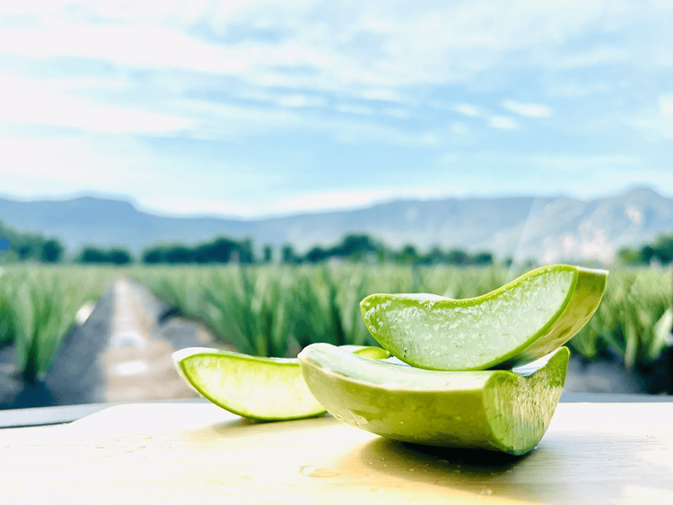 Pandan natural aloe vera drink for hot summer days