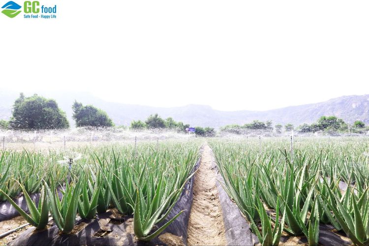 What is JAS Organic? Criteria and GC Food’s journey to certification