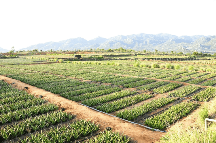 GC Food’s Aloe Vera Export: The Global Appeal