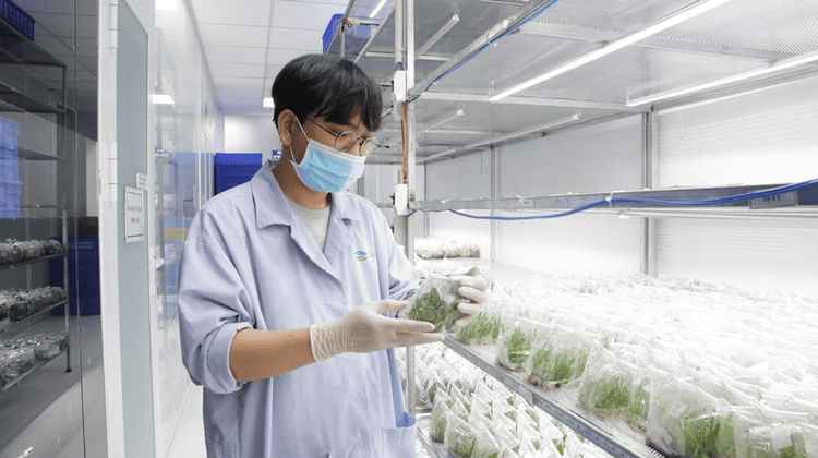 GC Food has an internationally certified aloe vera tissue-culture lab.