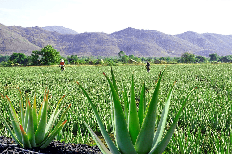 You need to get rid of the yellow sap immediately to prevent the drink from tasting bitter.
