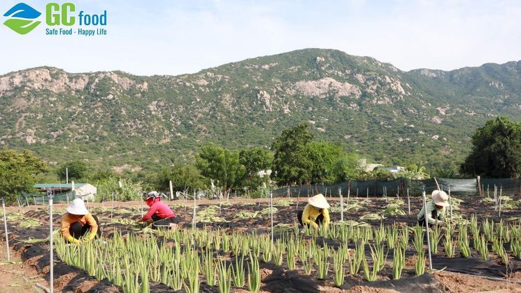 Quy trình và kỹ thuật trồng nha đam chuẩn GlobalGAP tại GC Food