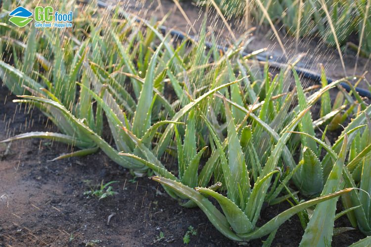 Fertilizer from aloe vera - A sustainable solution for organic farming