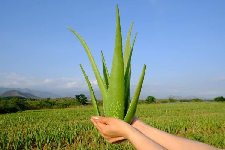 How to choose and preserve natural aloe vera at home