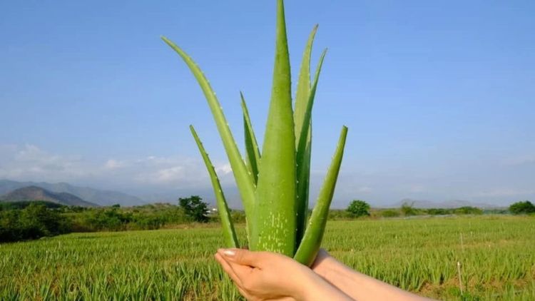 Hướng dẫn cách chọn và bảo quản nha đam tươi đơn giản ngay tại nhà