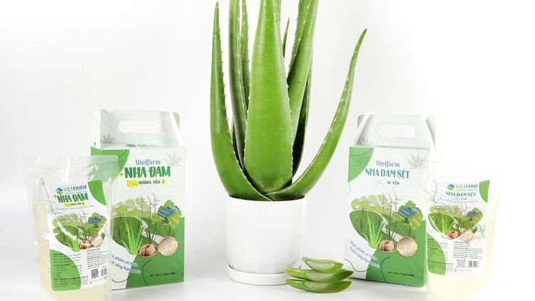 How to make natural aloe vera yogurt with a rice cooker