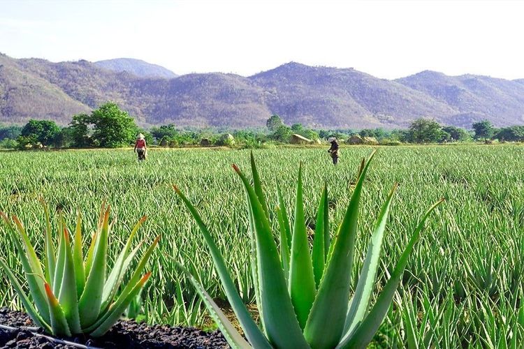 GC Food is one of the few companies that provide high-quality aloe vera ingredients for the cosmetic industry.