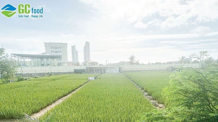 Thực phẩm hữu cơ là gì? Cách GC Food sản xuất nha đam hữu cơ