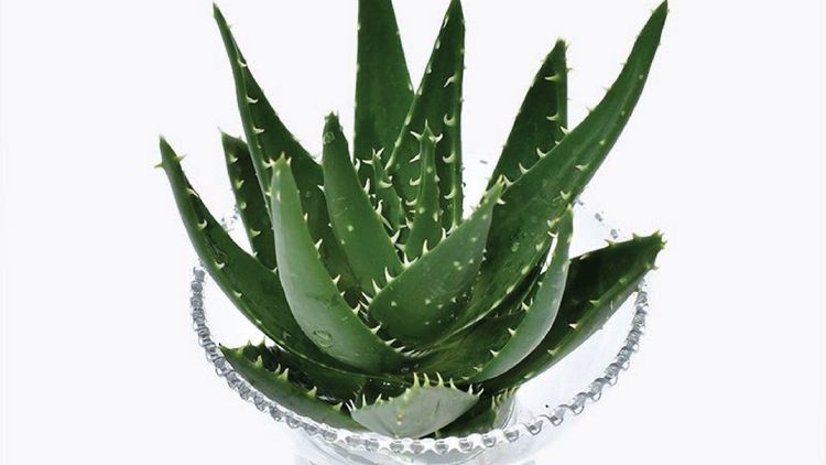 Aquatic aloe vera: How to pick and grow it properly