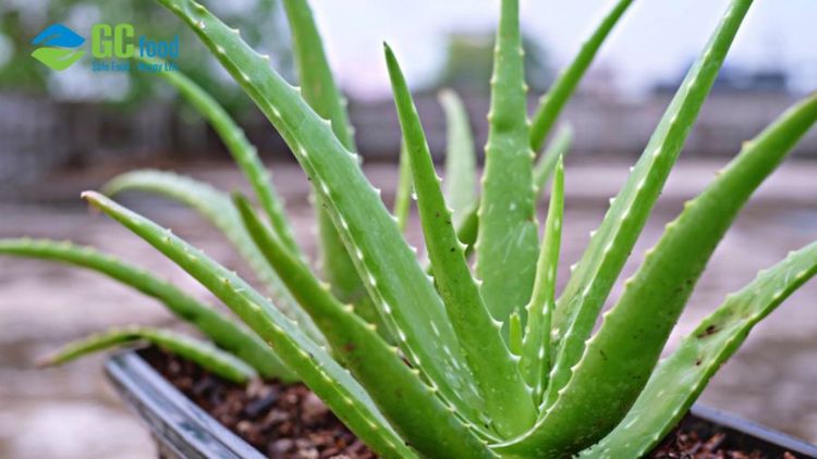 Nha đam trồng trong nhà được không? Cách chăm sóc và lợi ích khi trồng 