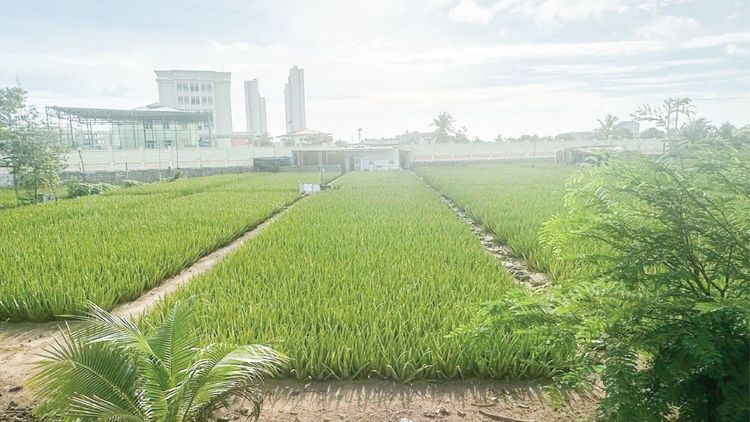 Nha đam Việt Nam: Giá trị khác biệt từ vùng trồng chuẩn GlobalGAP