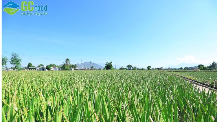 Mô hình nông nghiệp thông minh là gì? Câu chuyện đổi mới của GC Food