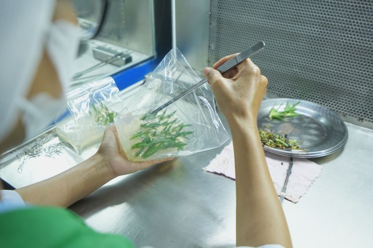 What is In Vitro? How GC Food applies tissue culture technology
