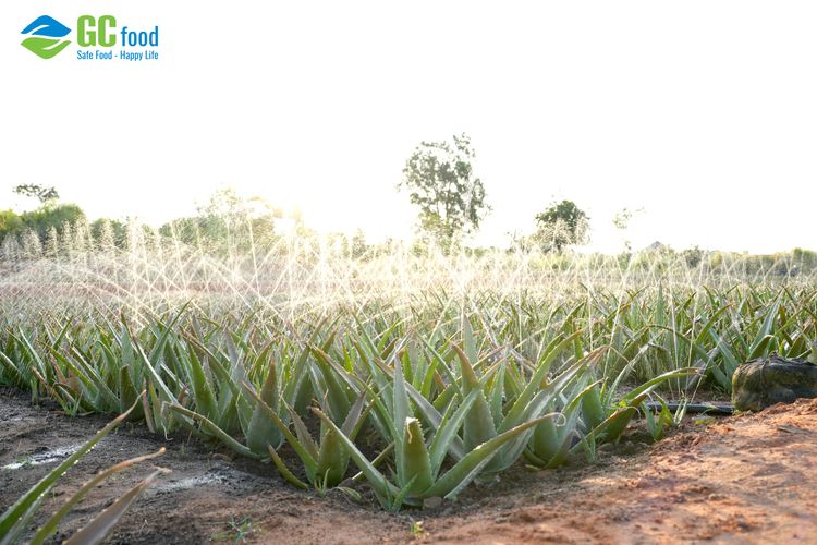 Phụ phẩm nông nghiệp là gì? Mô hình tận dụng phụ phẩm của GC Food