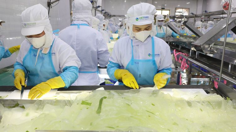 Công ty lô hội GC Food - Nhà sản xuất và cung cấp lô hội chuẩn quốc tế